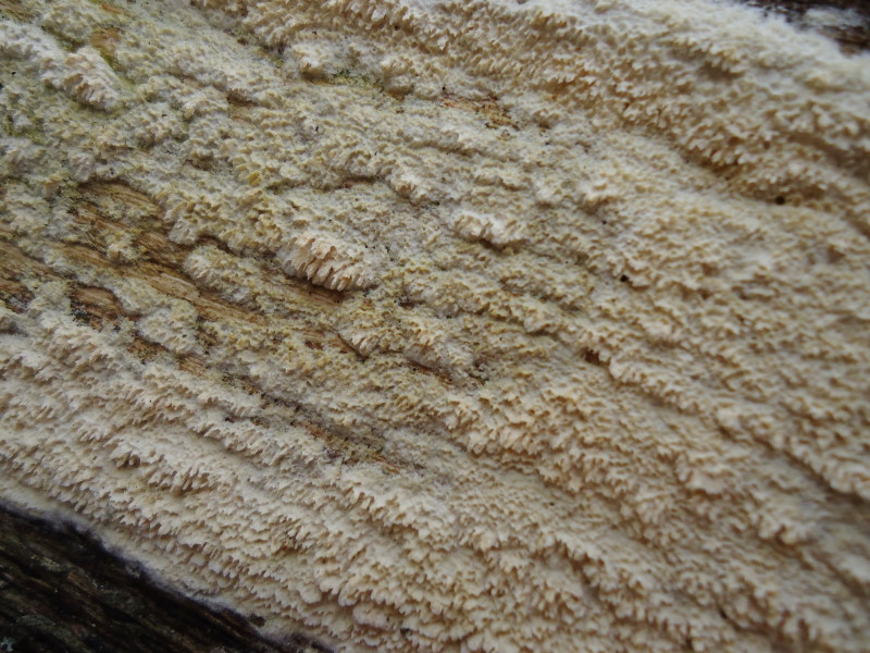 Irpex lacteus